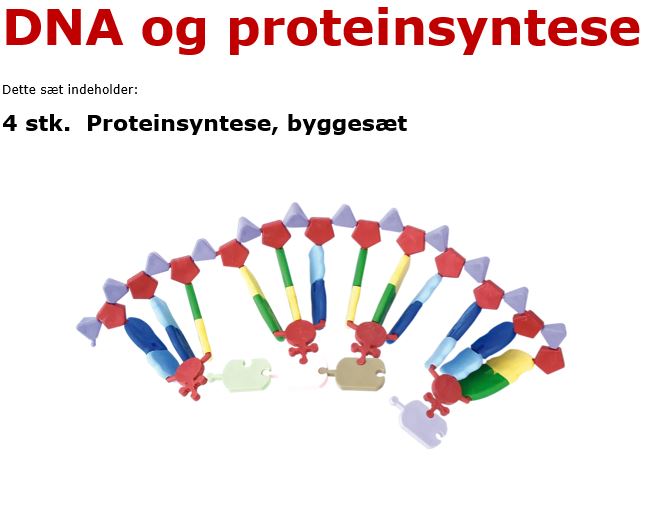 DNA og proteinsyntese