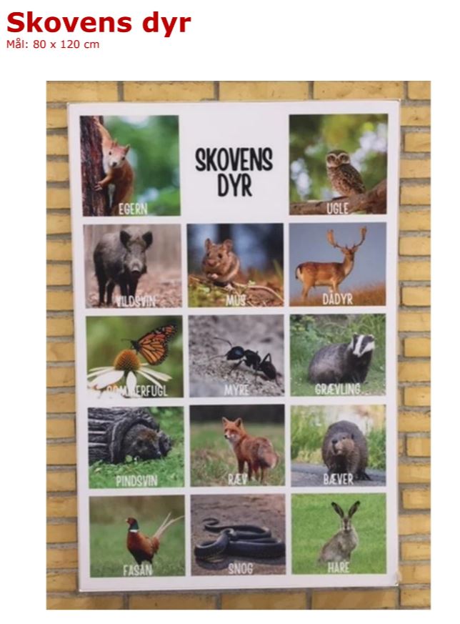 Billede af dyr i naturen i Danmark